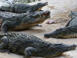 India Berencana Sebar Buaya dan Ular Berbisa Demi Amankan Perbatasan