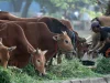 Wujudkan “Lebarannya Peternak”, Tani Mart Qurban Tetapkan Harga Sapi Rp. 62.000/Kg