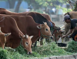 Wujudkan “Lebarannya Peternak”, Tani Mart Qurban Tetapkan Harga Sapi Rp. 62.000/Kg