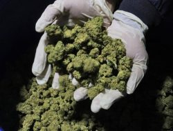 Puluhan Biksu Muda Bawa Ganja Kush Dari Thailand Ditangkap di Bandara Sri Lanka