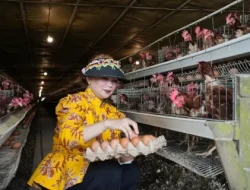 Sarifah Suraidah Prihatin Harga Telur Anjlok, Desak Langkah Konkret Kemendag Selamatkan Peternak
